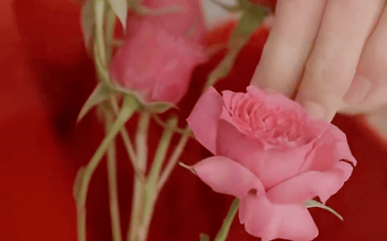 Học "chị đẹp" B&agrave;o L&ocirc;i cắm hoa hồng chơi Tết: Đẹp lạ hay "sai qu&aacute; sai" m&agrave; khiến 12 ngh&igrave;n người tranh c&atilde;i nảy lửa?- Ảnh 11.