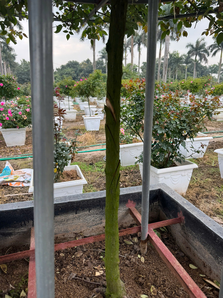 Truy t&igrave;m kẻ chặt ph&aacute; hơn 1.200 gốc hoa ly, hoa hồng b&aacute;n Tết của n&ocirc;ng d&acirc;n H&agrave; Nội- Ảnh 3.