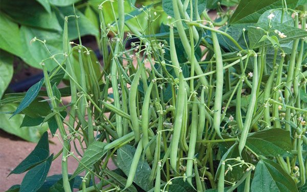 Tưởng chỉ l&agrave; rau ăn k&egrave;m, ai ngờ đậu cove lại chứa lượng canxi gấp đ&ocirc;i đậu n&agrave;nh v&agrave; gấp tới 7 lần thịt g&agrave;- Ảnh 1.