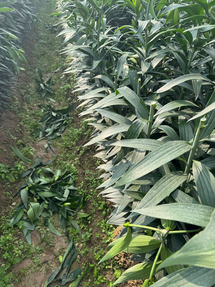 Truy t&igrave;m kẻ chặt ph&aacute; hơn 1.200 gốc hoa ly, hoa hồng b&aacute;n Tết của n&ocirc;ng d&acirc;n H&agrave; Nội- Ảnh 2.