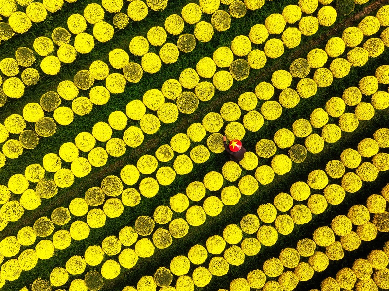 L&agrave;ng hoa miền T&acirc;y đẹp nhất Việt Nam, cả nước sững sờ- Ảnh 3.