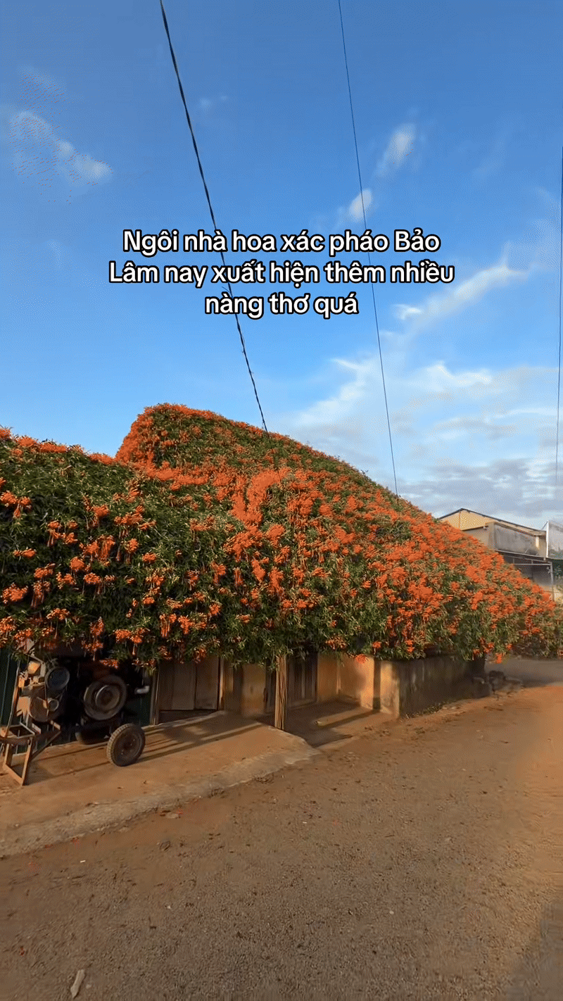 S&aacute;ng nhất L&acirc;m Đồng l&uacute;c n&agrave;y: Ng&ocirc;i nh&agrave; phủ k&iacute;n hoa x&aacute;c ph&aacute;o đỏ rực, ngắm 1 hồi ngỡ lạc ở c&otilde;i ti&ecirc;n- Ảnh 6.