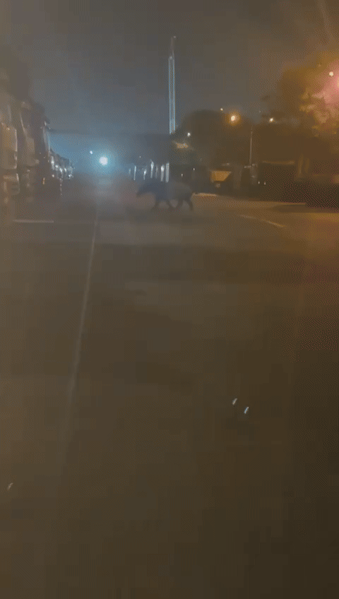 Bắt gặp "quái thú" lững thững giữa bãi xe lúc nửa đêm, chuyên gia nói: Loài duy nhất sống tại châu Á- Ảnh 1. Bắt gặp