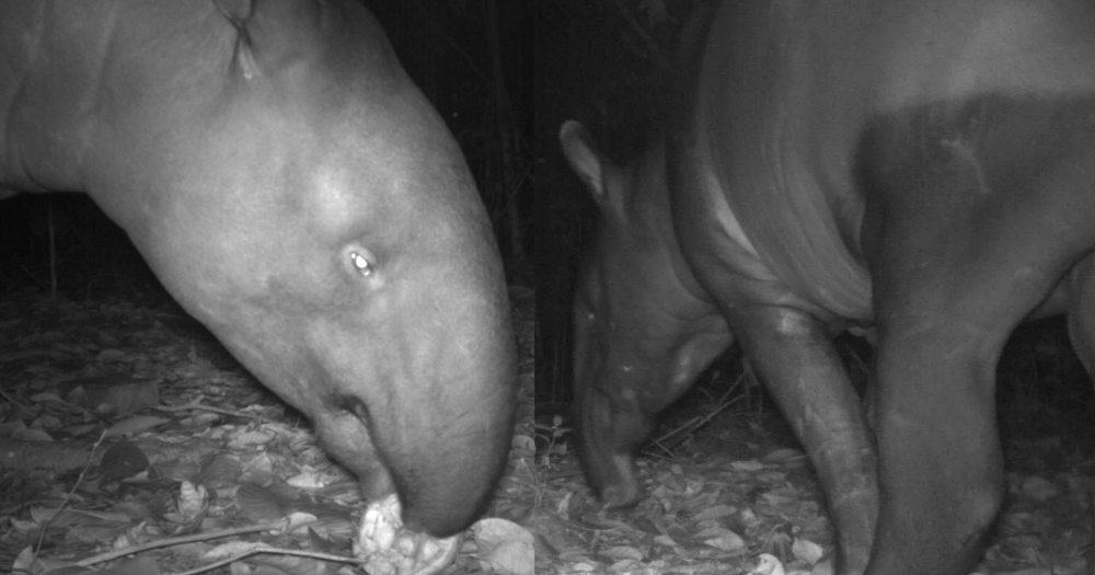 Bắt gặp "quái thú" lững thững giữa bãi xe lúc nửa đêm, chuyên gia nói: Loài duy nhất sống tại châu Á- Ảnh 4. Bắt gặp