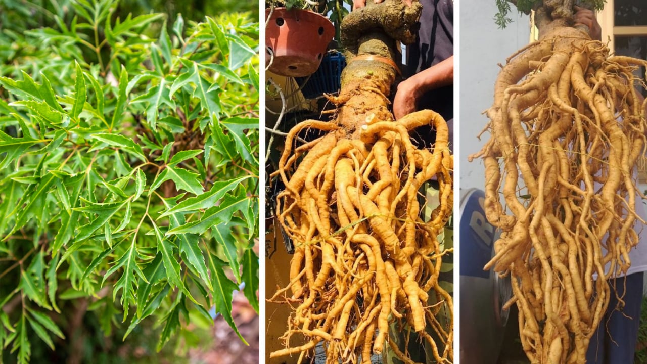 1 lưu &yacute; quan trọng bất cứ ai uống rượu đinh lăng đều phải biết- Ảnh 1.