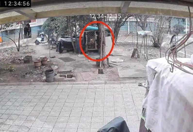 X&ocirc;n xao vụ hai b&eacute; trai nghịch lửa thi&ecirc;u chết ch&oacute; Samoyed, chủ nu&ocirc;i kh&ocirc;ng chấp nhận ho&agrave; giải ri&ecirc;ng- Ảnh 1.