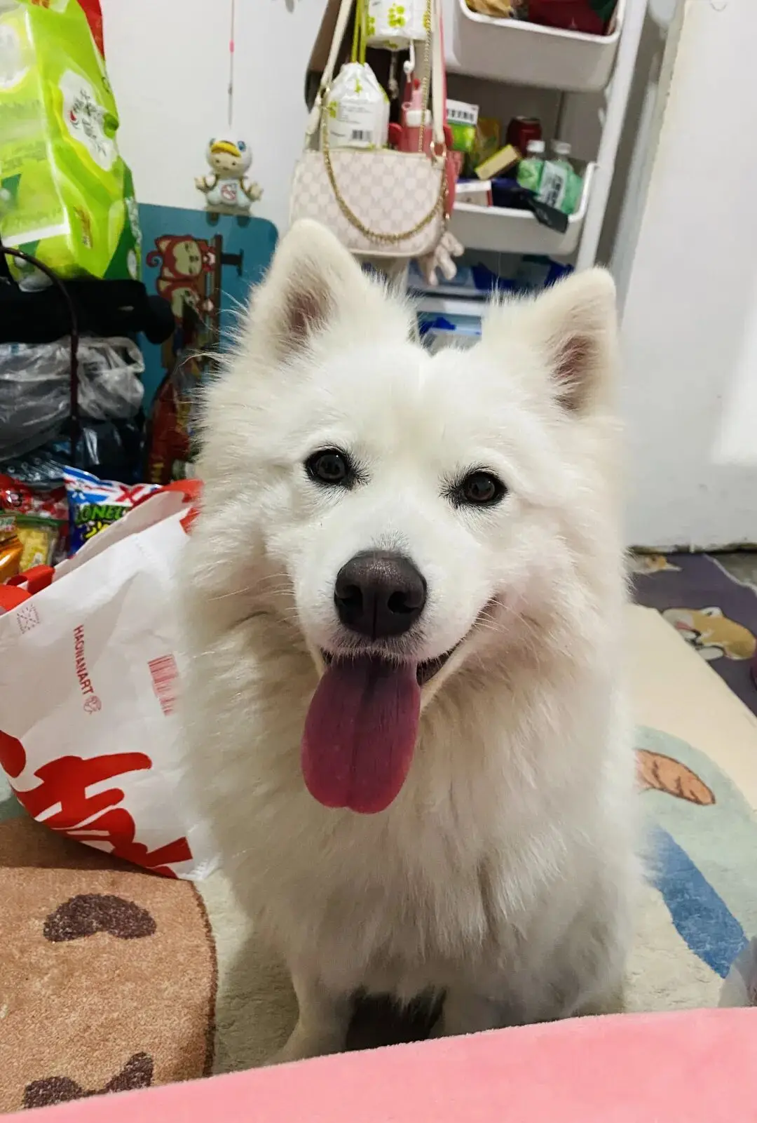 X&ocirc;n xao vụ hai b&eacute; trai nghịch lửa thi&ecirc;u chết ch&oacute; Samoyed, chủ nu&ocirc;i kh&ocirc;ng chấp nhận ho&agrave; giải ri&ecirc;ng- Ảnh 4.