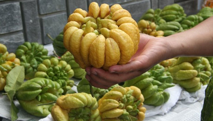 Mua Phật thủ thắp hương, kh&ocirc;ng phải quả xanh, vỏ nhẵn, đ&acirc;y mới l&agrave; quả người "s&agrave;nh" mua đầu ti&ecirc;n: V&igrave; sao?- Ảnh 2.