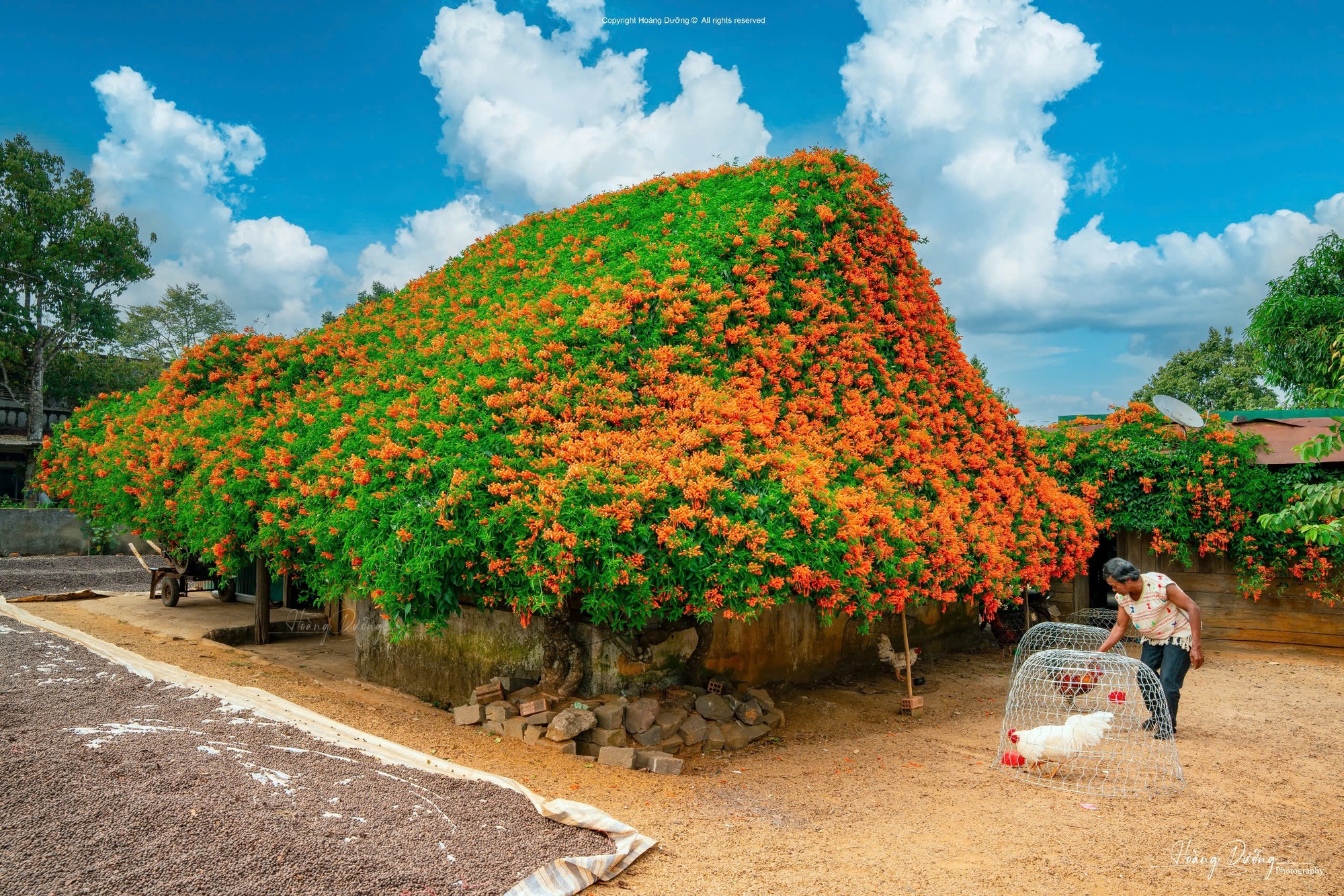 S&aacute;ng nhất L&acirc;m Đồng l&uacute;c n&agrave;y: Ng&ocirc;i nh&agrave; phủ k&iacute;n hoa x&aacute;c ph&aacute;o đỏ rực, ngắm 1 hồi ngỡ lạc ở c&otilde;i ti&ecirc;n- Ảnh 4.