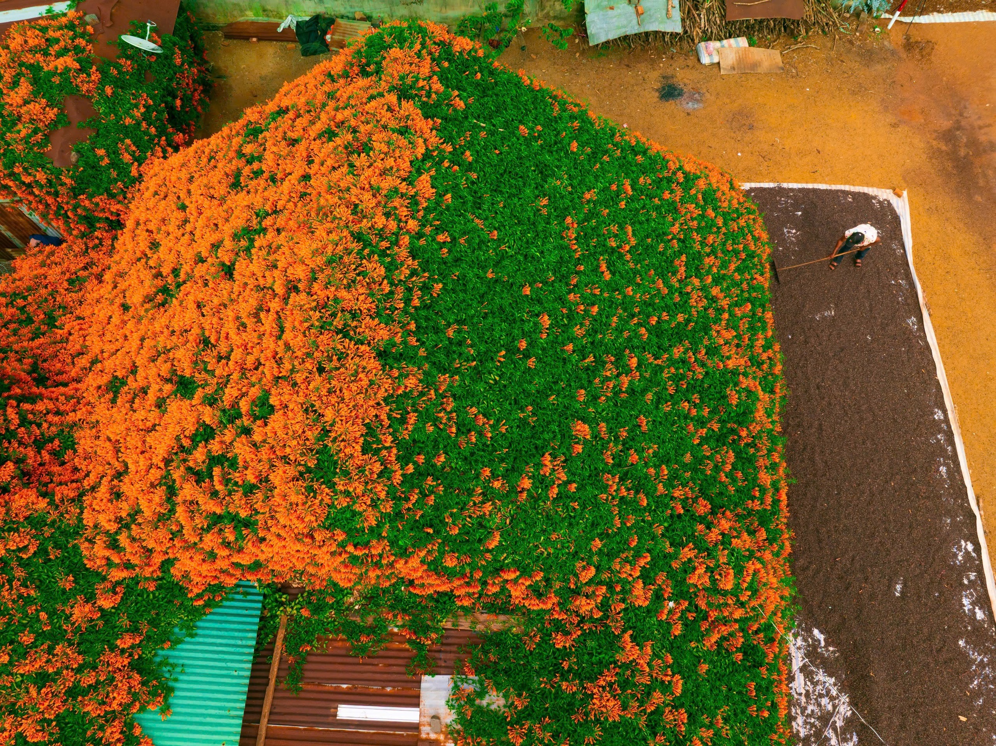 S&aacute;ng nhất L&acirc;m Đồng l&uacute;c n&agrave;y: Ng&ocirc;i nh&agrave; phủ k&iacute;n hoa x&aacute;c ph&aacute;o đỏ rực, ngắm 1 hồi ngỡ lạc ở c&otilde;i ti&ecirc;n- Ảnh 2.