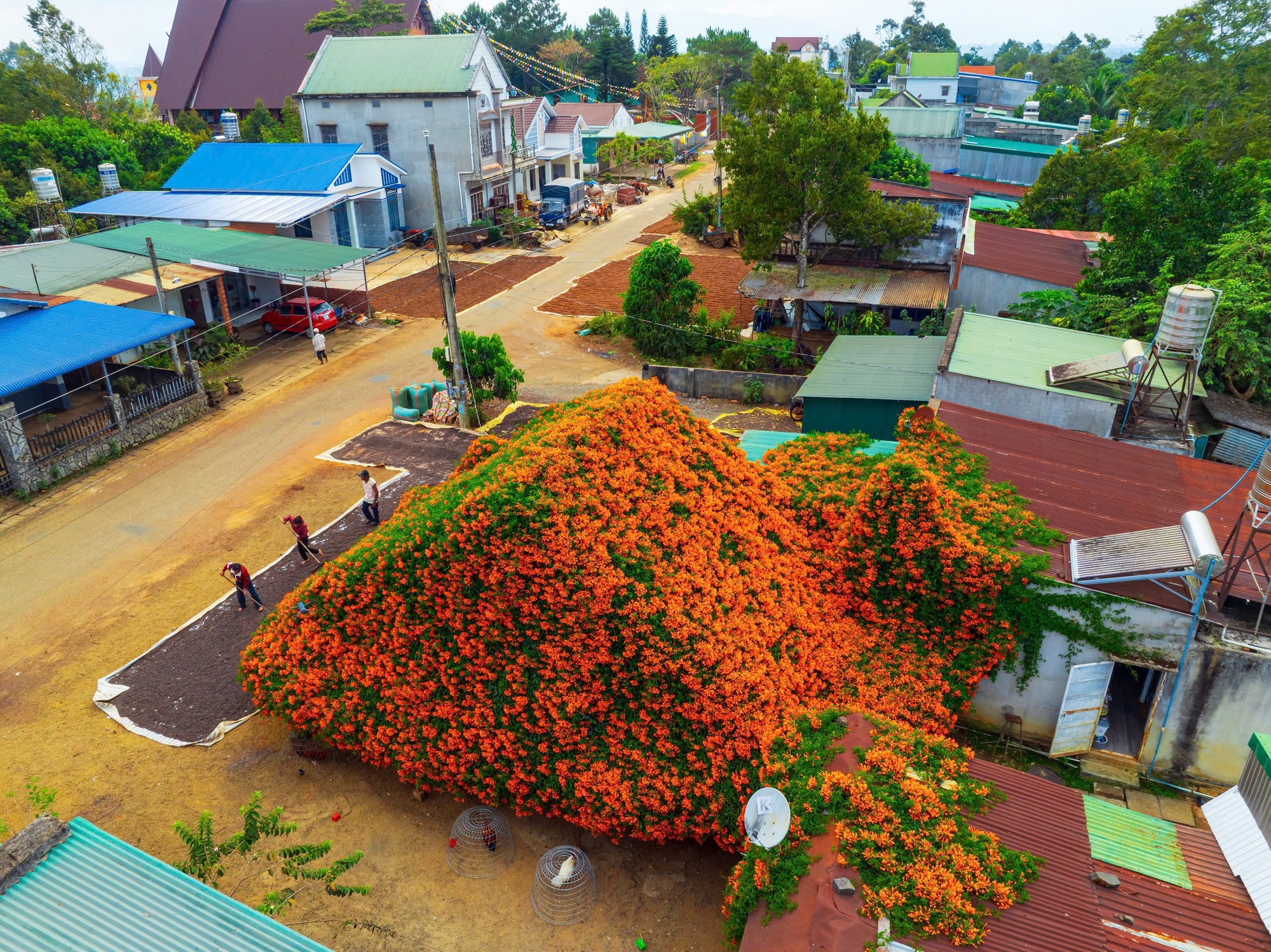 S&aacute;ng nhất L&acirc;m Đồng l&uacute;c n&agrave;y: Ng&ocirc;i nh&agrave; phủ k&iacute;n hoa x&aacute;c ph&aacute;o đỏ rực, ngắm 1 hồi ngỡ lạc ở c&otilde;i ti&ecirc;n- Ảnh 1.