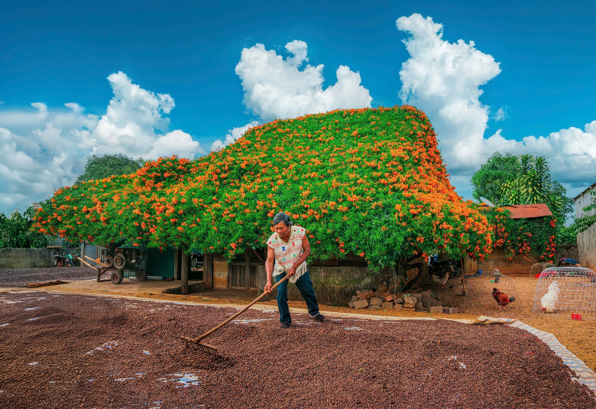 S&aacute;ng nhất L&acirc;m Đồng l&uacute;c n&agrave;y: Ng&ocirc;i nh&agrave; phủ k&iacute;n hoa x&aacute;c ph&aacute;o đỏ rực, ngắm 1 hồi ngỡ lạc ở c&otilde;i ti&ecirc;n- Ảnh 3.