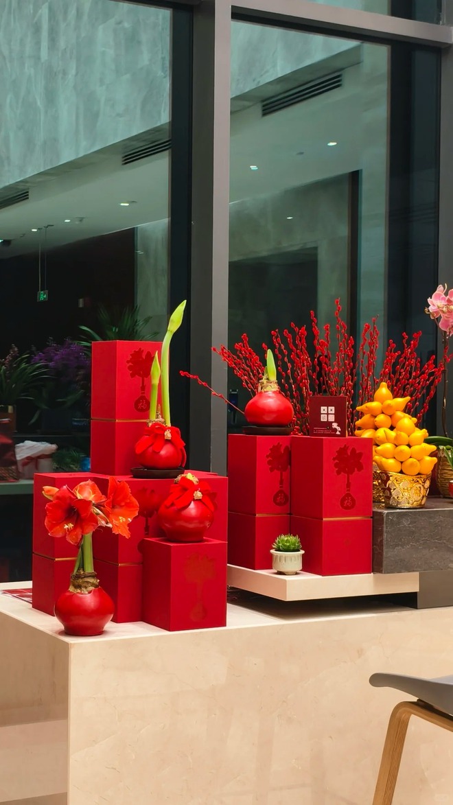 Tết n&agrave;y đừng chỉ chơi đ&agrave;o quất: Thử ngay lo&agrave;i hoa "hệ lười" kh&ocirc;ng cần tưới vẫn nở rực rỡ, t&ecirc;n gọi nghe th&ocirc;i đ&atilde; thấy tiền t&agrave;i tới tấp!- Ảnh 45.