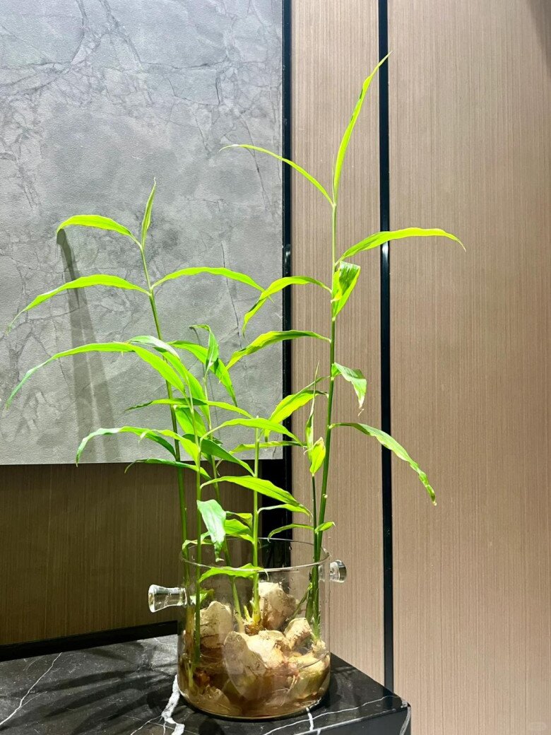 3 loại c&acirc;y gia vị n&ecirc;n trồng trong năm B&iacute;nh Ngọ- Ảnh 3.