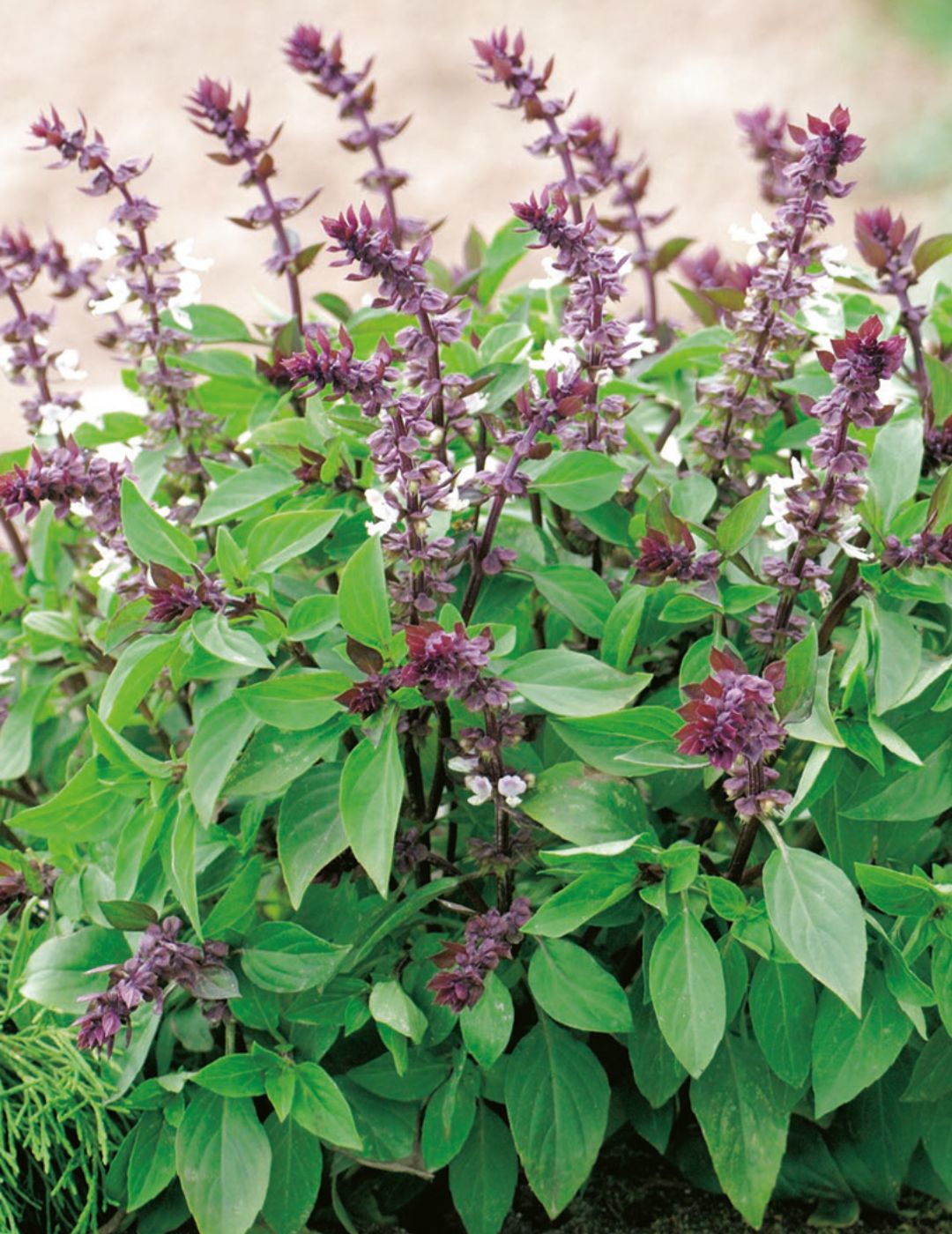 3 loại c&acirc;y gia vị n&ecirc;n trồng trong năm B&iacute;nh Ngọ- Ảnh 1.