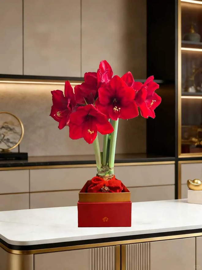 Tết n&agrave;y đừng chỉ chơi đ&agrave;o quất: Thử ngay lo&agrave;i hoa "hệ lười" kh&ocirc;ng cần tưới vẫn nở rực rỡ, t&ecirc;n gọi nghe th&ocirc;i đ&atilde; thấy tiền t&agrave;i tới tấp!- Ảnh 42.