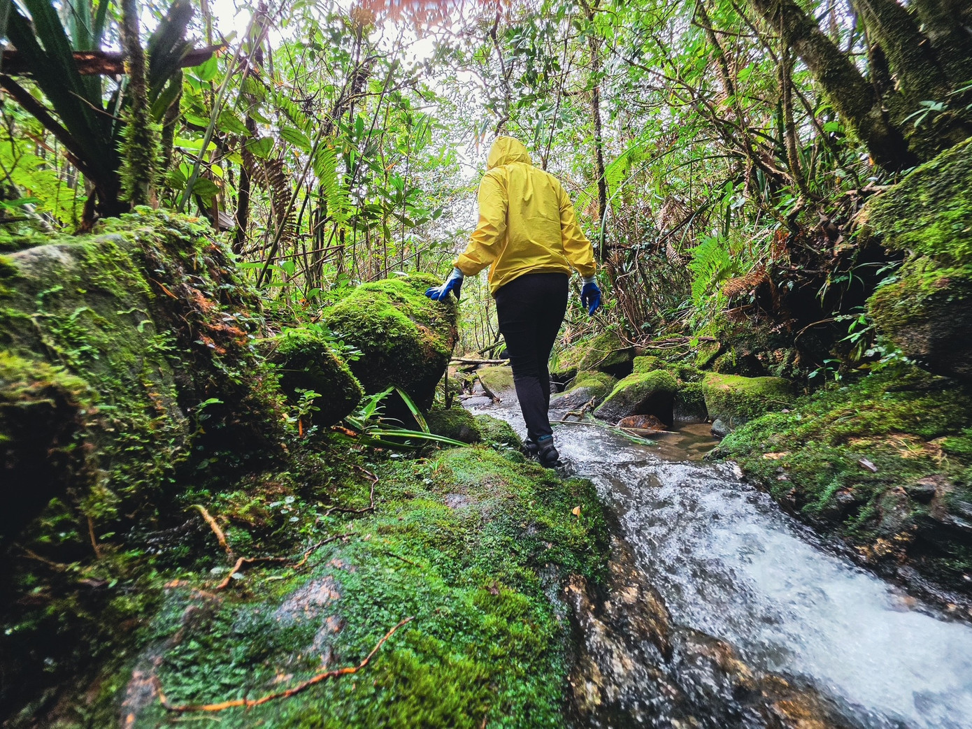 Bồng bềnh m&acirc;y trắng, hoa rừng ở Pa Thi&ecirc;n - Voi Mẹp- Ảnh 5.