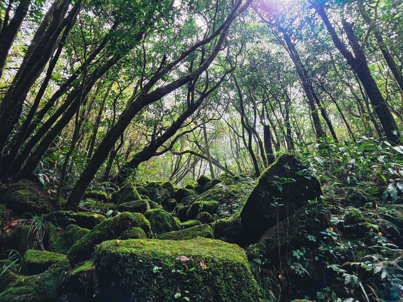 Bồng bềnh m&acirc;y trắng, hoa rừng ở Pa Thi&ecirc;n - Voi Mẹp- Ảnh 4.