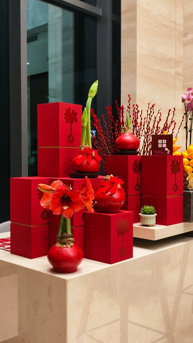 Tết n&agrave;y đừng chỉ chơi đ&agrave;o quất: Thử ngay lo&agrave;i hoa "hệ lười" kh&ocirc;ng cần tưới vẫn nở rực rỡ, t&ecirc;n gọi nghe th&ocirc;i đ&atilde; thấy tiền t&agrave;i tới tấp!- Ảnh 48.