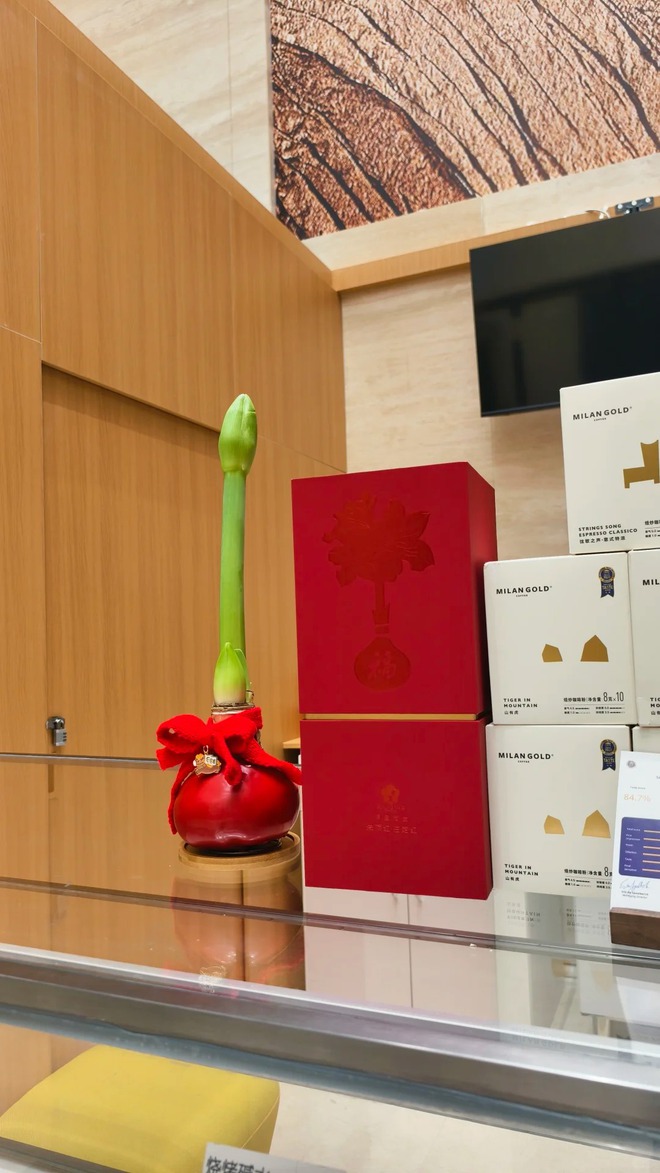 Tết n&agrave;y đừng chỉ chơi đ&agrave;o quất: Thử ngay lo&agrave;i hoa "hệ lười" kh&ocirc;ng cần tưới vẫn nở rực rỡ, t&ecirc;n gọi nghe th&ocirc;i đ&atilde; thấy tiền t&agrave;i tới tấp!- Ảnh 46.