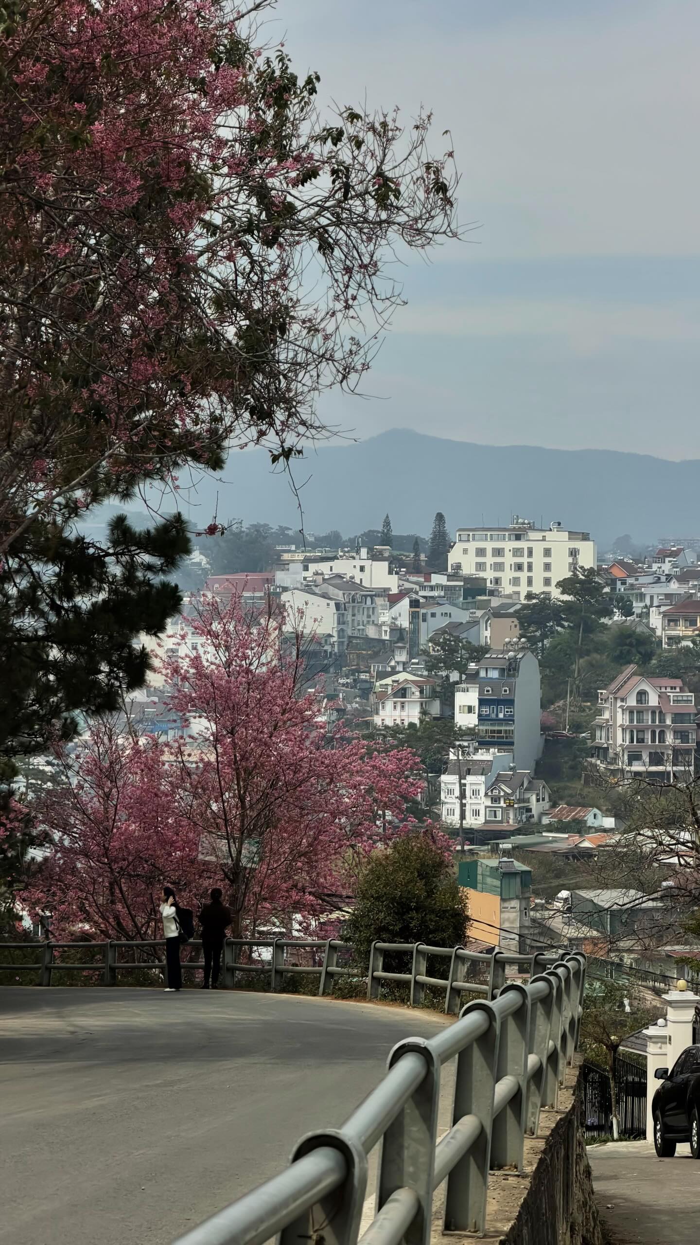 Đang ph&aacute;t đi&ecirc;n v&igrave; hoa mai anh đ&agrave;o Đ&agrave; Lạt!- Ảnh 8.