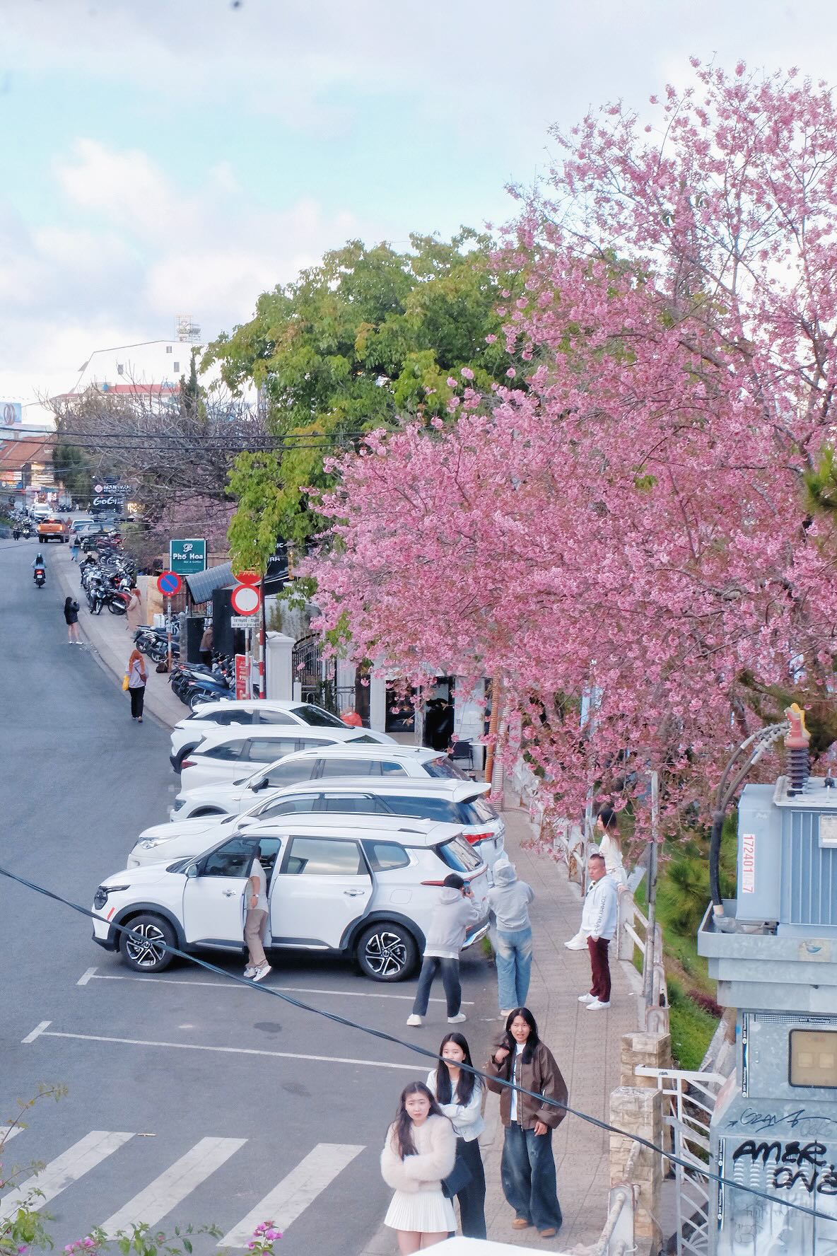 Đang ph&aacute;t đi&ecirc;n v&igrave; hoa mai anh đ&agrave;o Đ&agrave; Lạt!- Ảnh 2.