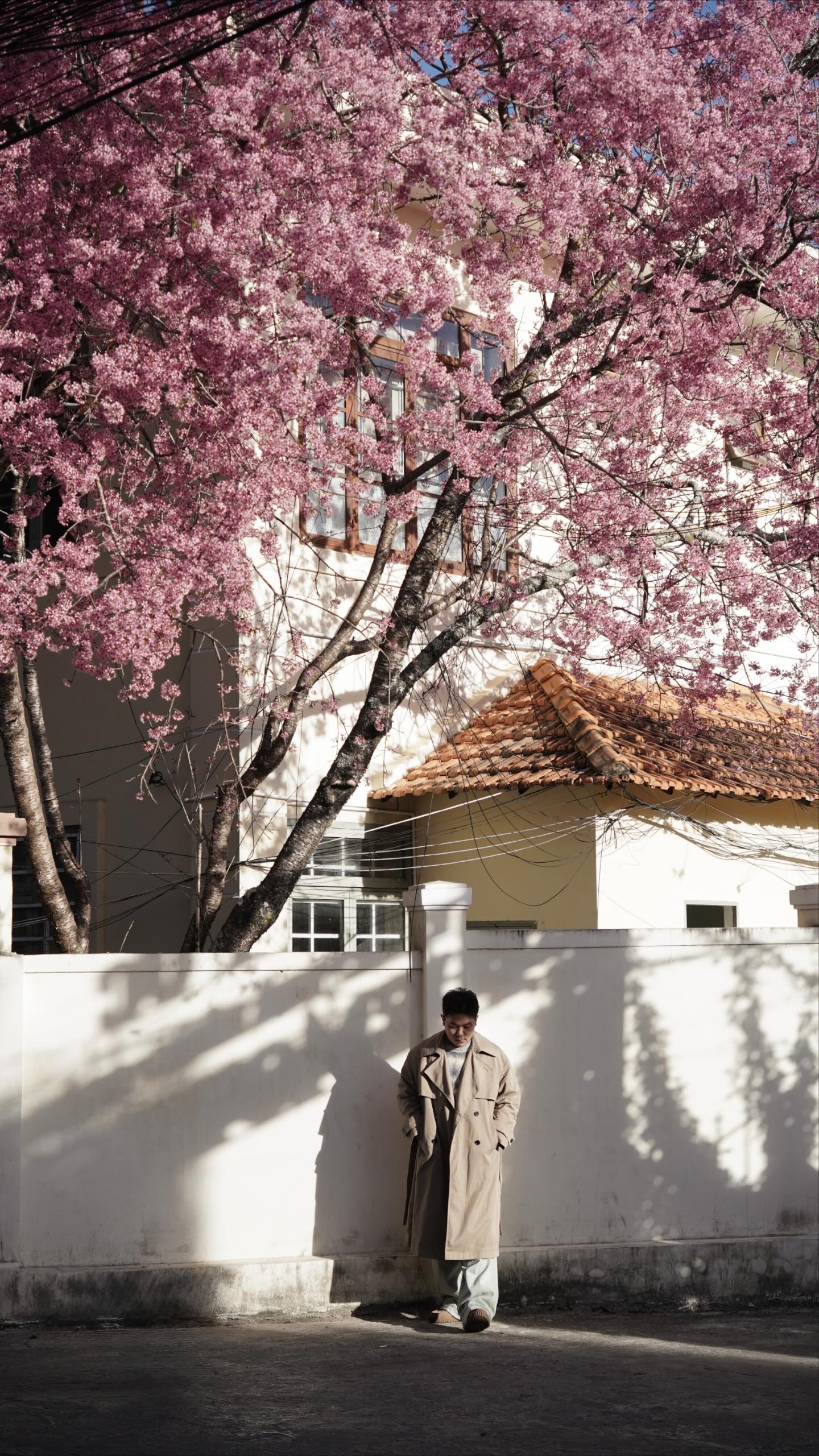 Đang ph&aacute;t đi&ecirc;n v&igrave; hoa mai anh đ&agrave;o Đ&agrave; Lạt!- Ảnh 7.