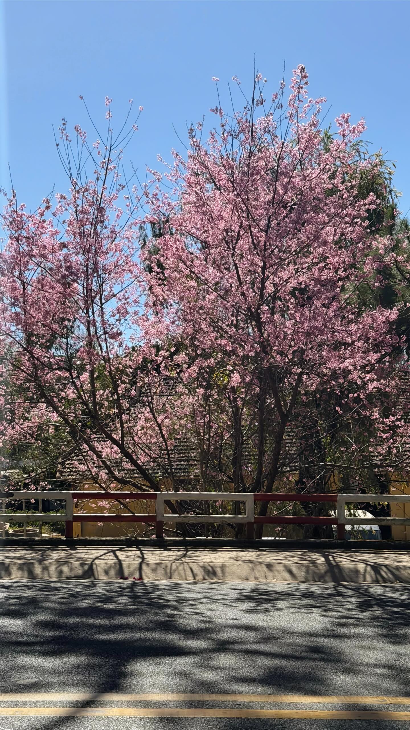 Đang ph&aacute;t đi&ecirc;n v&igrave; hoa mai anh đ&agrave;o Đ&agrave; Lạt!- Ảnh 6.