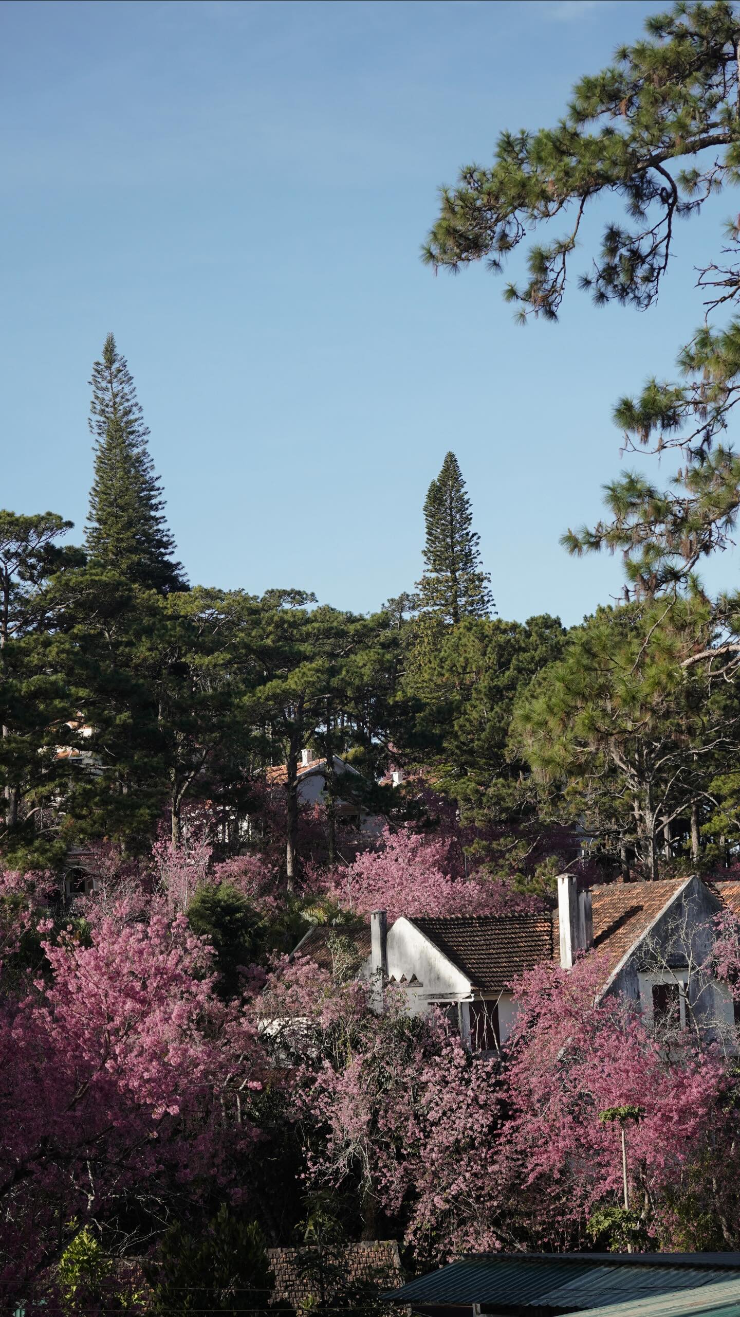 Đang ph&aacute;t đi&ecirc;n v&igrave; hoa mai anh đ&agrave;o Đ&agrave; Lạt!- Ảnh 5.