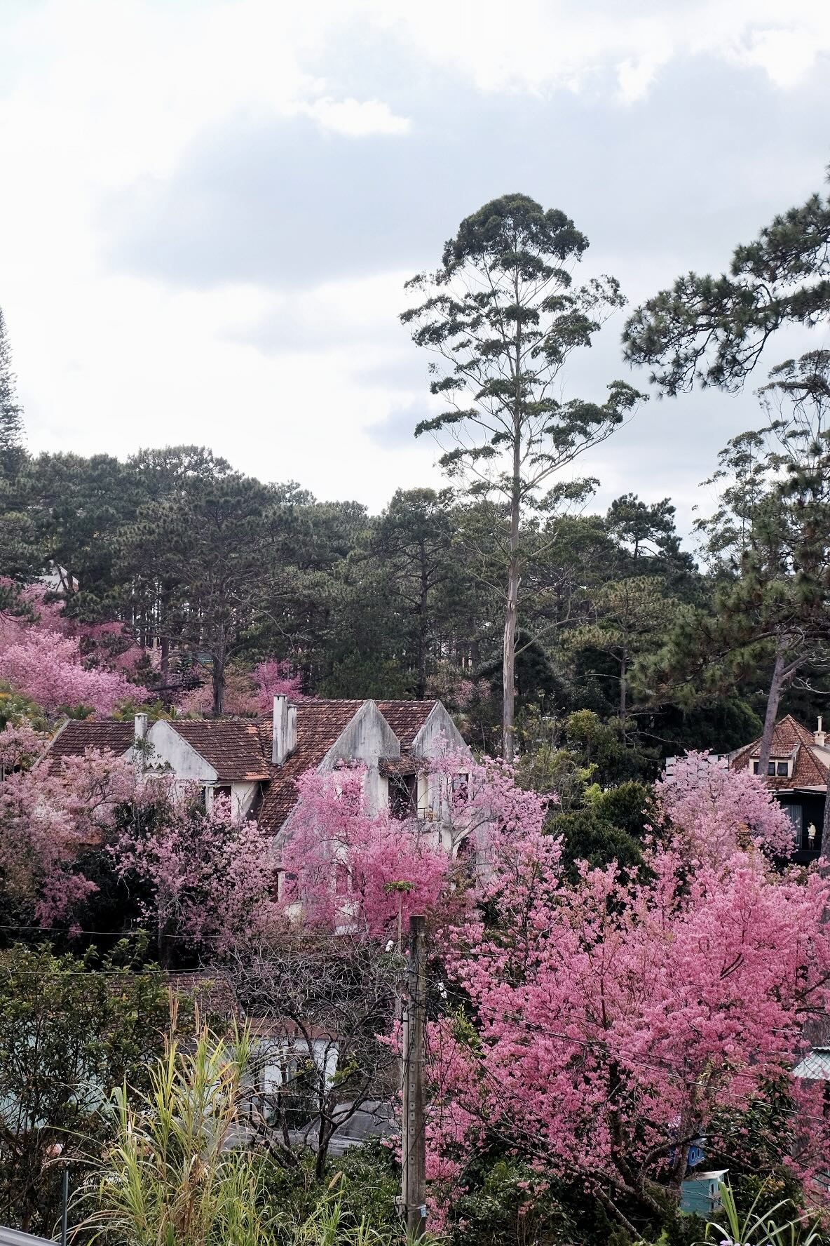 Đang ph&aacute;t đi&ecirc;n v&igrave; hoa mai anh đ&agrave;o Đ&agrave; Lạt!- Ảnh 3.