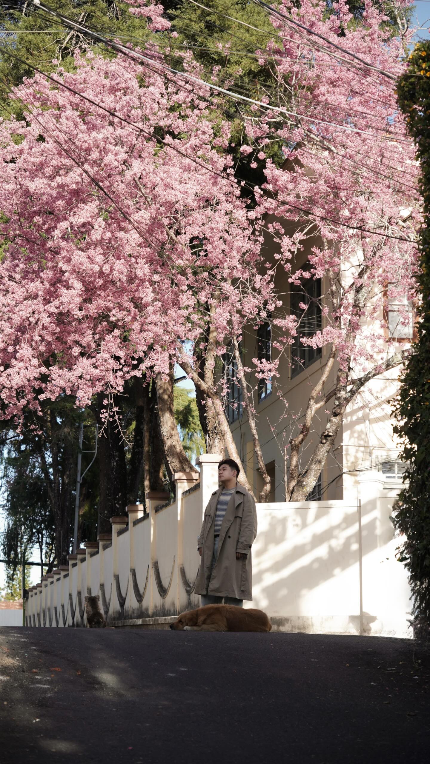 Đang ph&aacute;t đi&ecirc;n v&igrave; hoa mai anh đ&agrave;o Đ&agrave; Lạt!- Ảnh 4.