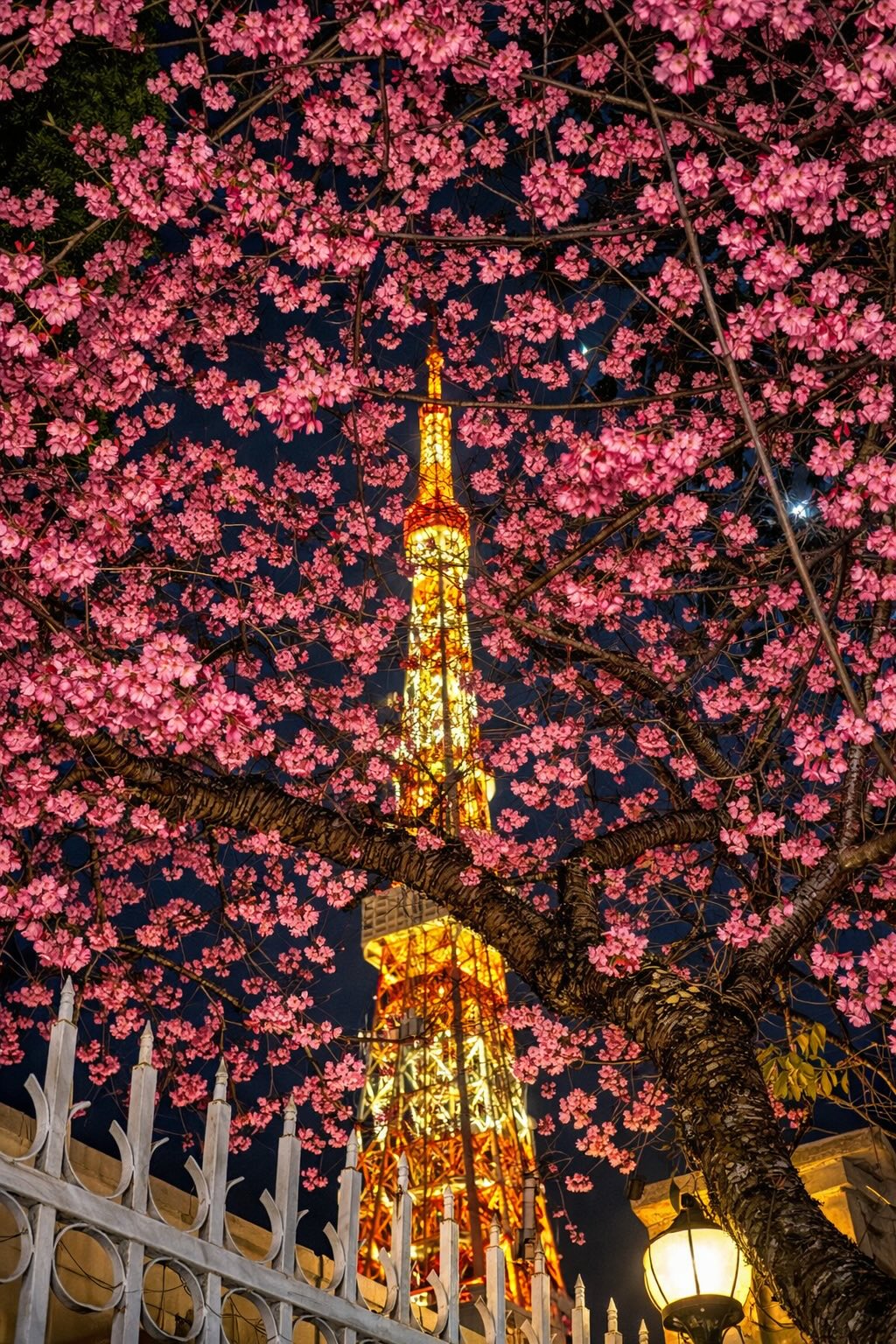 Đang ph&aacute;t đi&ecirc;n v&igrave; hoa mai anh đ&agrave;o Đ&agrave; Lạt!- Ảnh 9.