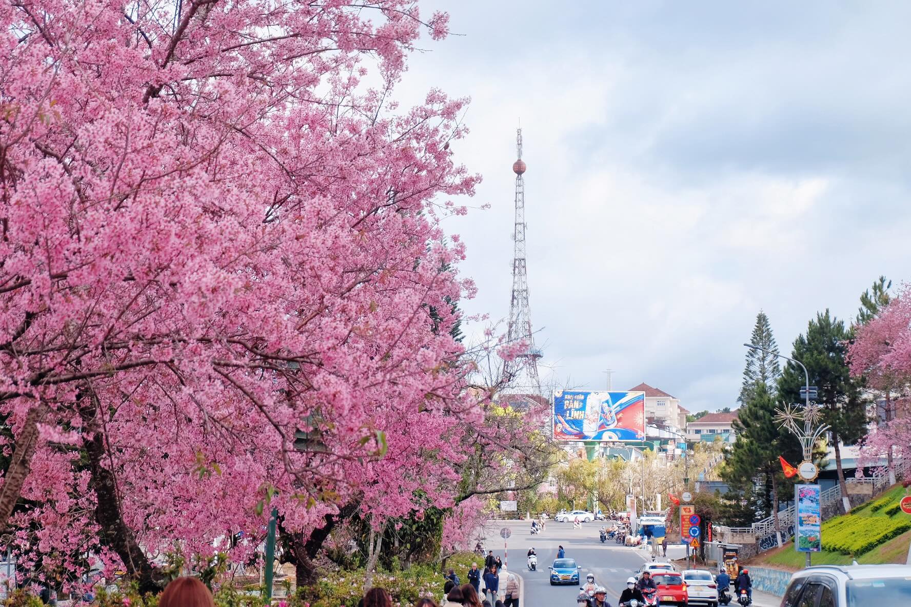 Đang ph&aacute;t đi&ecirc;n v&igrave; hoa mai anh đ&agrave;o Đ&agrave; Lạt!- Ảnh 1.