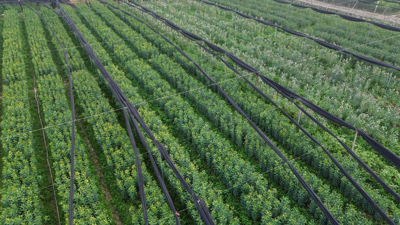 Cận Tết B&iacute;nh Ngọ, nh&agrave; vườn H&agrave; Nội 'n&iacute;n thở' chờ hoa nở đ&uacute;ng dịp- Ảnh 2.