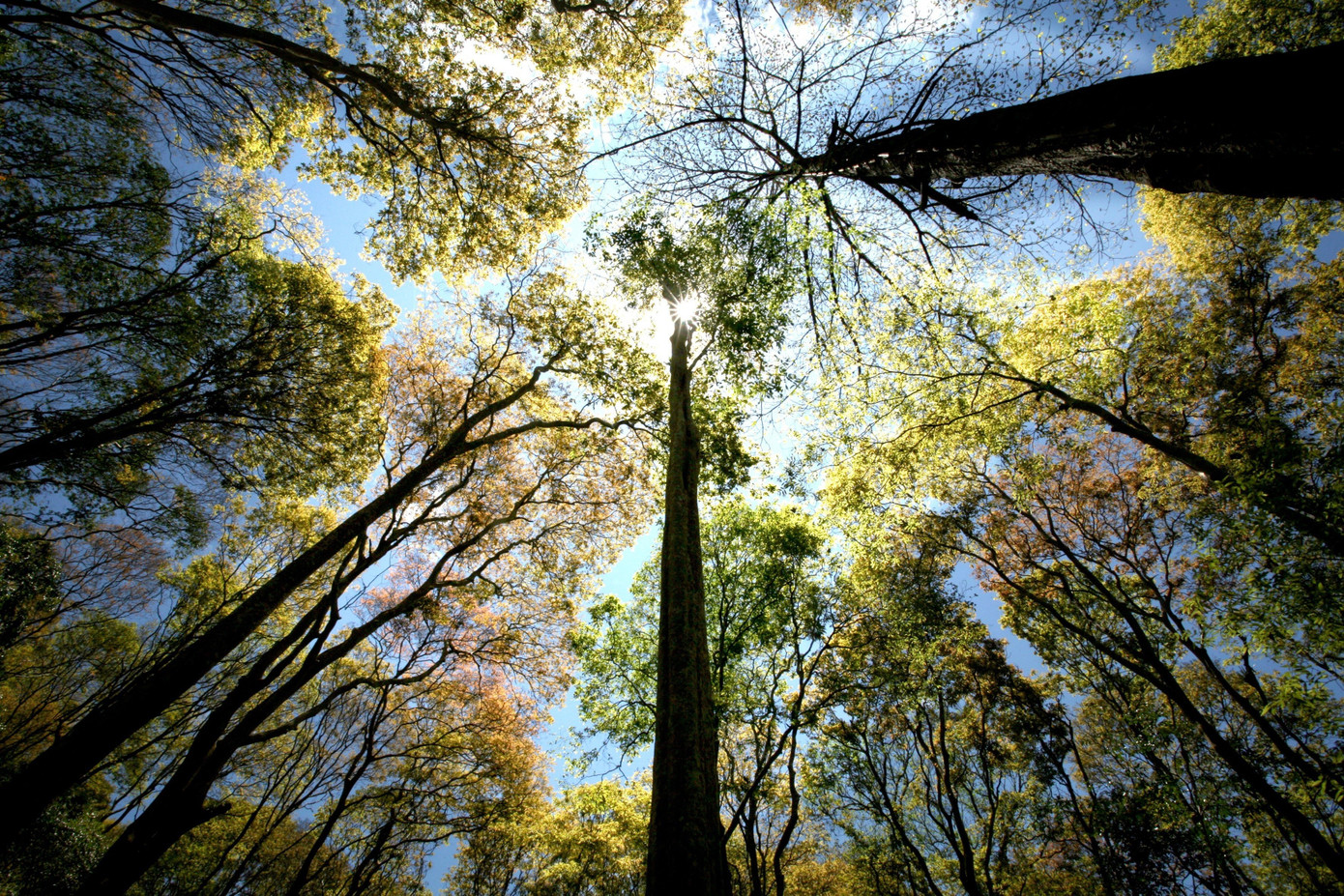 Bồng bềnh m&acirc;y trắng, hoa rừng ở Pa Thi&ecirc;n - Voi Mẹp- Ảnh 2.