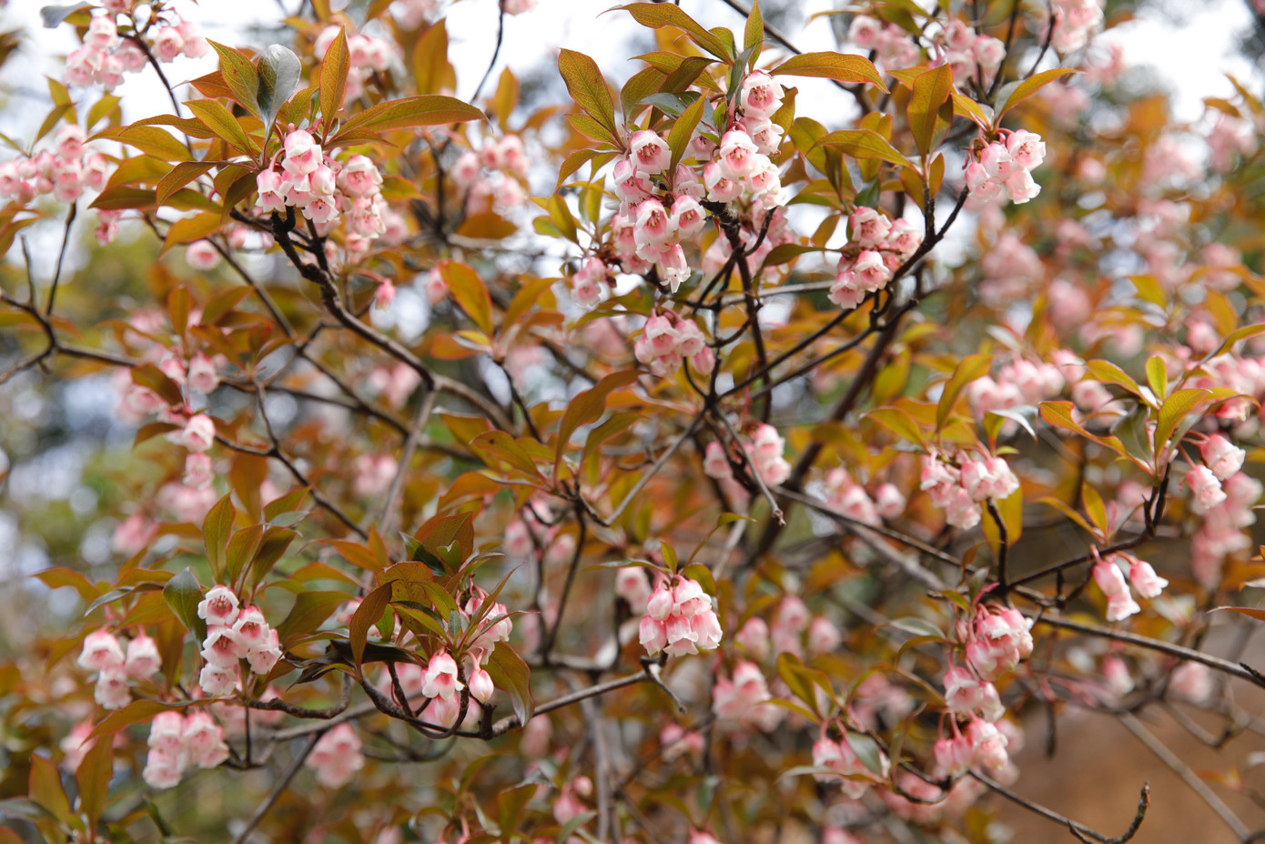 Bồng bềnh m&acirc;y trắng, hoa rừng ở Pa Thi&ecirc;n - Voi Mẹp- Ảnh 9.