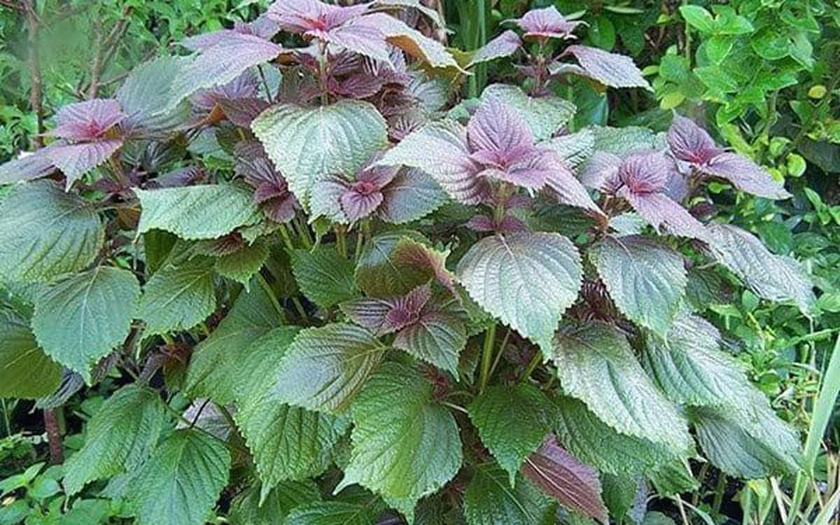 3 loại c&acirc;y gia vị n&ecirc;n trồng trong năm B&iacute;nh Ngọ- Ảnh 2.