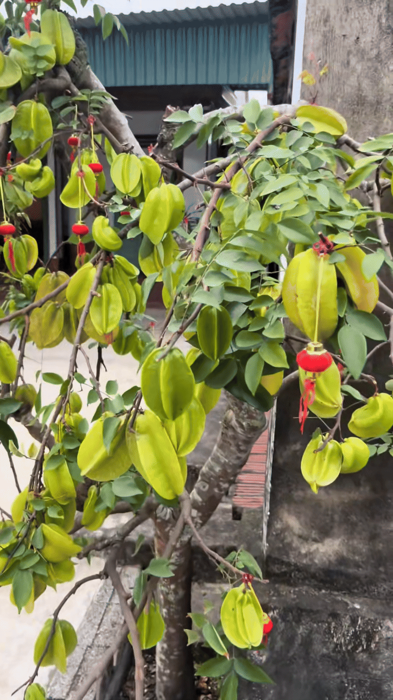 C&acirc;y khế viral TikTok với 3 triệu views, trả 15 triệu chủ nh&agrave; ki&ecirc;n quyết: Kh&ocirc;ng b&aacute;n- Ảnh 4.