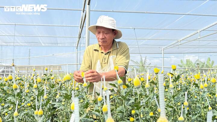 C&aacute;nh đồng hoa c&uacute;c bung sắc v&agrave;ng b&ecirc;n s&ocirc;ng Tr&agrave; Bồng, du kh&aacute;ch nườm nượp check in- Ảnh 2.