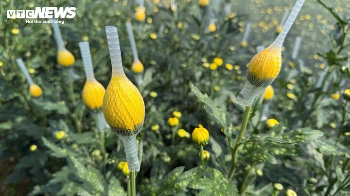 C&aacute;nh đồng hoa c&uacute;c bung sắc v&agrave;ng b&ecirc;n s&ocirc;ng Tr&agrave; Bồng, du kh&aacute;ch nườm nượp check in- Ảnh 6.