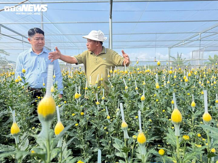 C&aacute;nh đồng hoa c&uacute;c bung sắc v&agrave;ng b&ecirc;n s&ocirc;ng Tr&agrave; Bồng, du kh&aacute;ch nườm nượp check in- Ảnh 10.