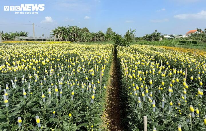 C&aacute;nh đồng hoa c&uacute;c bung sắc v&agrave;ng b&ecirc;n s&ocirc;ng Tr&agrave; Bồng, du kh&aacute;ch nườm nượp check in- Ảnh 1.