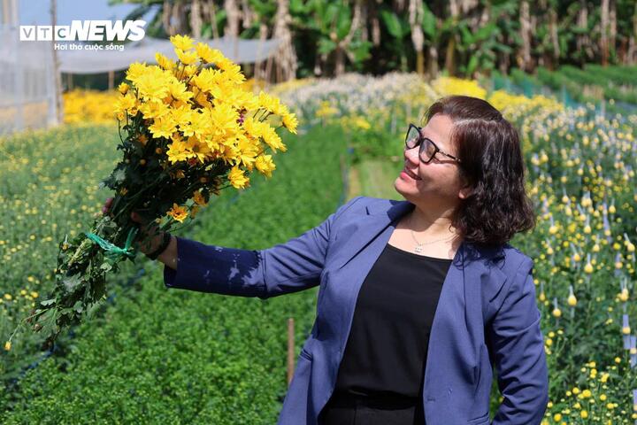 C&aacute;nh đồng hoa c&uacute;c bung sắc v&agrave;ng b&ecirc;n s&ocirc;ng Tr&agrave; Bồng, du kh&aacute;ch nườm nượp check in- Ảnh 8.