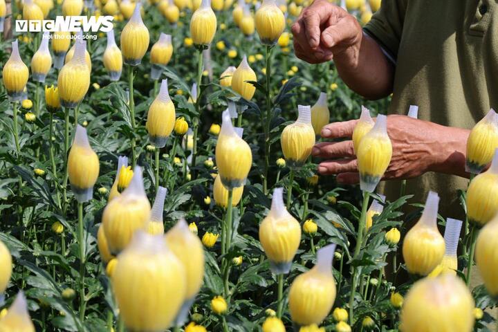 C&aacute;nh đồng hoa c&uacute;c bung sắc v&agrave;ng b&ecirc;n s&ocirc;ng Tr&agrave; Bồng, du kh&aacute;ch nườm nượp check in- Ảnh 4.