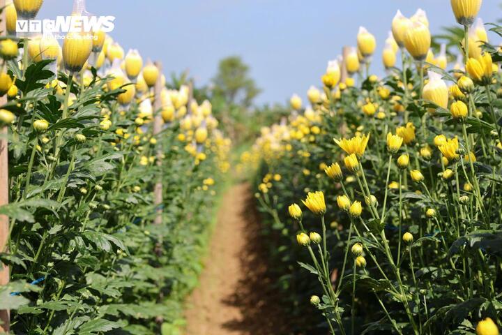 C&aacute;nh đồng hoa c&uacute;c bung sắc v&agrave;ng b&ecirc;n s&ocirc;ng Tr&agrave; Bồng, du kh&aacute;ch nườm nượp check in- Ảnh 9.