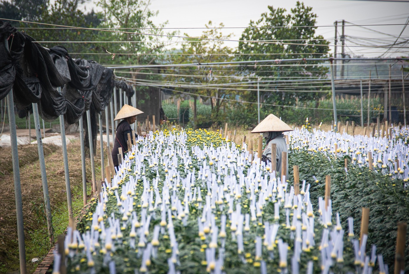 Cận Tết B&iacute;nh Ngọ, nh&agrave; vườn H&agrave; Nội 'n&iacute;n thở' chờ hoa nở đ&uacute;ng dịp- Ảnh 17.