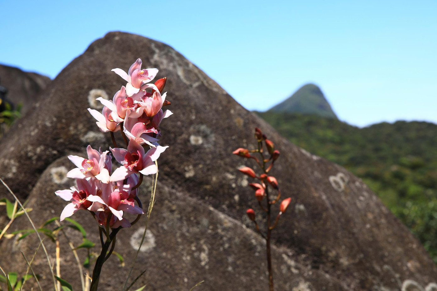 Bồng bềnh m&acirc;y trắng, hoa rừng ở Pa Thi&ecirc;n - Voi Mẹp- Ảnh 8.
