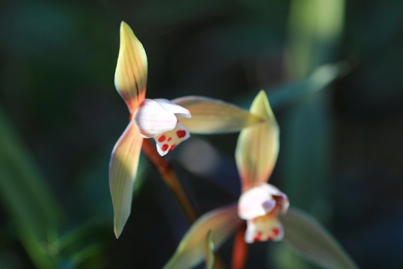 Bồng bềnh m&acirc;y trắng, hoa rừng ở Pa Thi&ecirc;n - Voi Mẹp- Ảnh 10.