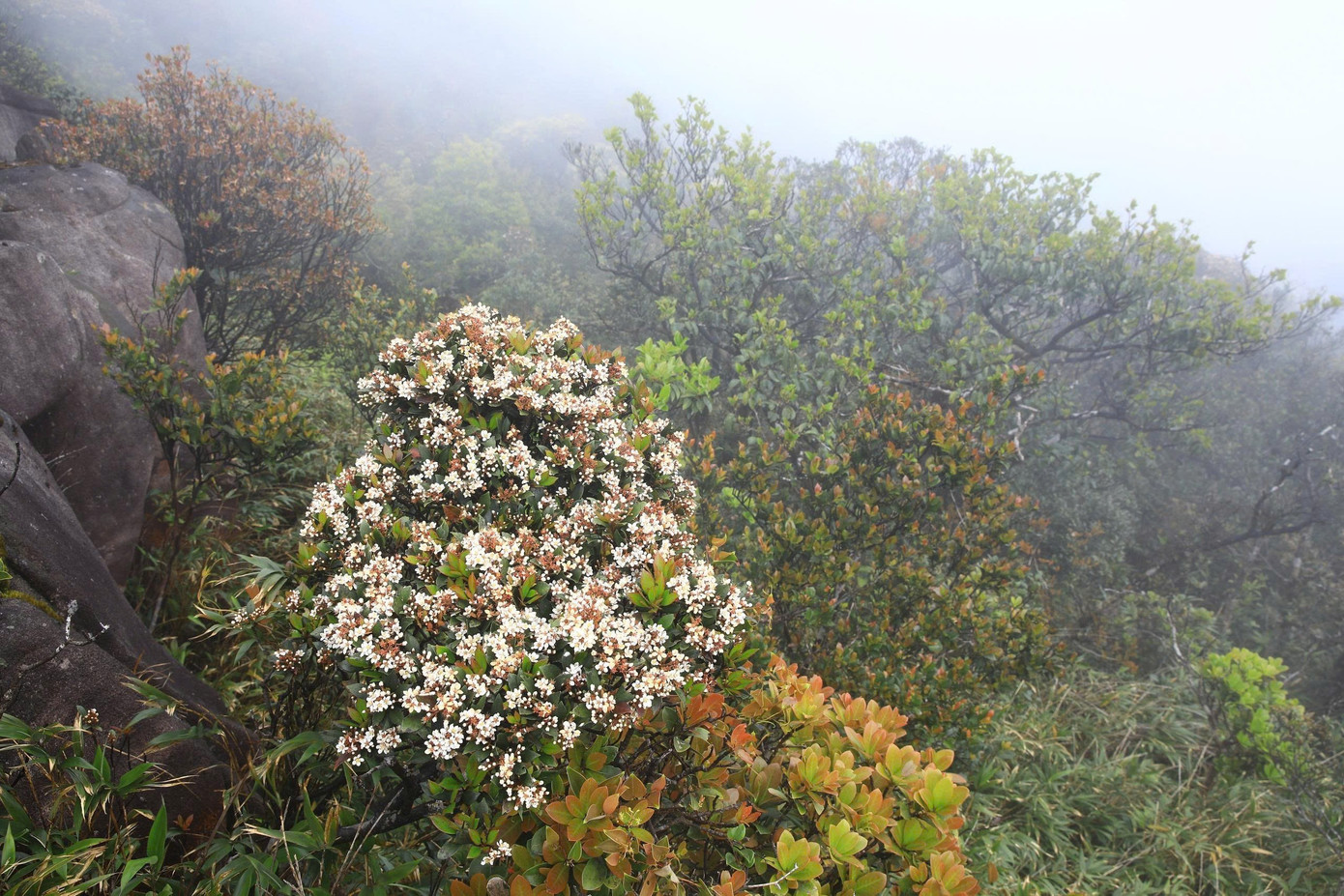 Bồng bềnh m&acirc;y trắng, hoa rừng ở Pa Thi&ecirc;n - Voi Mẹp- Ảnh 7.