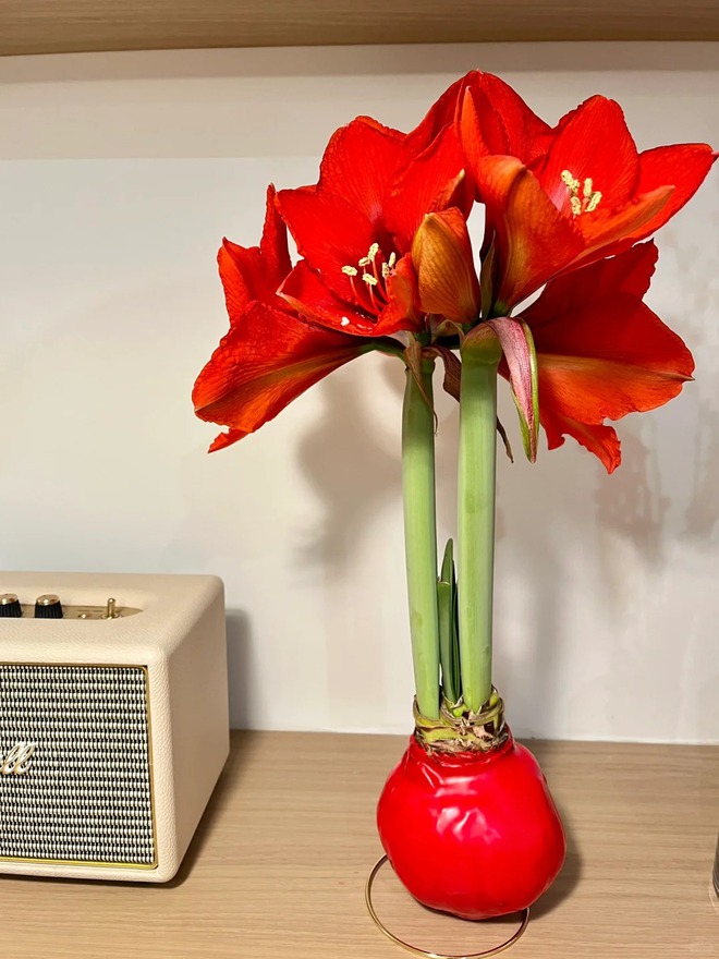 Tết n&agrave;y đừng chỉ chơi đ&agrave;o quất: Thử ngay lo&agrave;i hoa "hệ lười" kh&ocirc;ng cần tưới vẫn nở rực rỡ, t&ecirc;n gọi nghe th&ocirc;i đ&atilde; thấy tiền t&agrave;i tới tấp!- Ảnh 17.